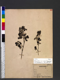 Rubus parvifolius L. var. toapiensis (Yamamoto) Hosok. OF