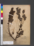 Phyllanthus oligos...