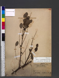 Phyllanthus oligospermus Hayata s˪oa