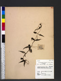 Tripterospermum luzonense (Vidal) J. Murata Uͧί