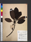 Daphniphyllum glaucescens Blume subsp. oldhamii (Hemsl.) T. C. Huang ַ