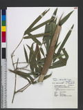 Bambusa dolichoclada Hayata cv. Stripe W. C. Lin K