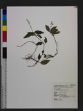 Codonacanthus pauciflorus (Nees) Nees w