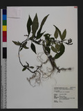 Ophiorrhiza hayatana Ohwi ФDگ
