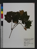Begonia laciniata ...