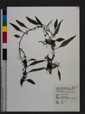 Lepidogrammitis rostrata (Beddome) Ching P