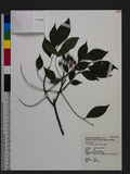 Murraya euchrestifolia Hayata s