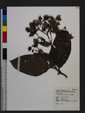 Trichodesma calycosum Collett & Hemsl. ļ