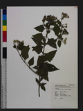 Chromolaena odorata (L.) R. M. King & H. Rob. A
