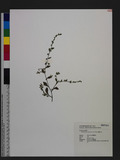 Bothriospermum zeylanicum (J. Jacq.) Druce l