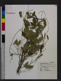 Galactia tenuiflora (Klein ex Willd.) Wright & Arn. var. villosa (Wright & Arn.) Baker ӪŨ