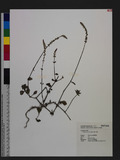 Cyathula prostrata (L.) Blume t