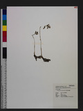 Cheirostylis takeoi (Hayata) Schltr. sW