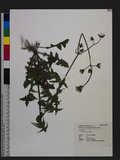 Sonchus oleraceus L. W