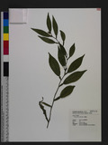 Pothos chinensis (Raf.) Merr. c