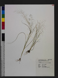 Sporobolus tenuissimus (Mart. ex Schrank) Kuntze a