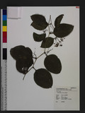 Smilax arisanensis Hayata yn