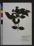 Lasianthus bunzanensis Simizu s˾