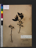 Ehretia longiflora Champ. ex Benth. p߾