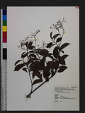 Ecdysanthera rosea Hook. & Arn. 