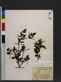 Rubus sumatranus Miq. a_l