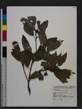 Quercus stenophylloides Hayata խIR