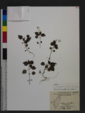 Circaea alpina L. var. imaicola Asch. & Mag. sS]