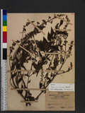 Isodon serra (Maxim.) Kudo 
