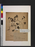Ellisiophyllum pinnatum (Wall. ex Benth.) Makino