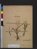 Murdannia loriformis (Hassk.) R. S. Rao & Kammathy m