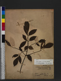 Fraxinus griffithii C. B. Clarke o