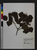 Sapium sebiferum (L.) Roxb. Q