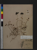 Astragalus sinicus...