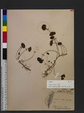 Trifolium repens L...