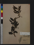 Millettia reticulata Benth. 老荊藤