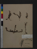 Heliotropium formosanum I. M. Johnst. s