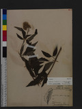 Eupatorium cannabinum L. subsp. asiaticum Kitam. OWA