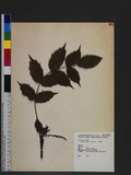 Mahonia japonica (...