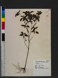 Sigesbeckia orientalis L. QV