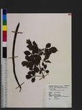 Radermachia sinica (Hance) Hemsl. s樧