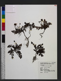 Rubus taiwanicola Koidz. & Ohwi OW
