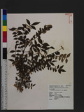 Zanthoxylum schinifolium Sieb. & Zucc. l`