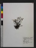 Ixeridium transnokoense (Y. Sasaki) J. H. Pak & Kawano పM˯