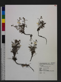 Artemisia niitakayamense Hayata ɤs