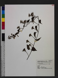 Jacquemontia paniculata (Burm. f.) Hall. f. Z