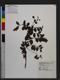 Phyllanthus multif...