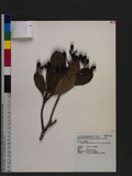 Syzygium densinervium (Merr.) Merr. var. insulare C. E. Chang Kߨ