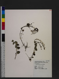 Scutellaria tashiroi Hayata ХN