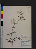 Adenophora triphylla (Thunb.) A. DC. F