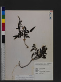 Rubus fraxinifoliolus Hayata պa_l